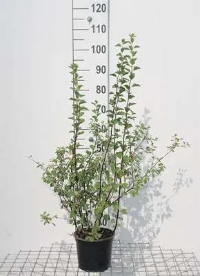 Produktbild von Spiraea vanhouttei - Brautspiere 40- 60 cm - Container