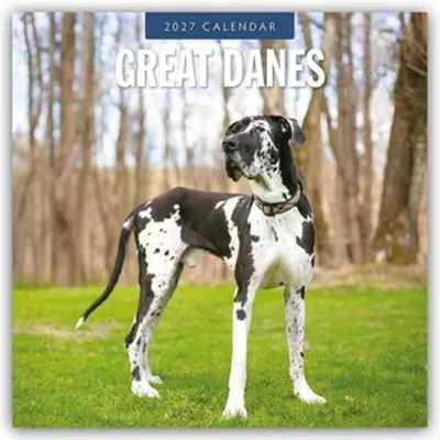 Produktbild von Great Danes - Deutsche Dogge 2027 - 16-Monatskalender