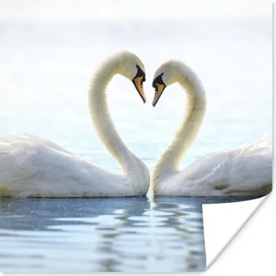 Produktbild von MuchoWow® Poster Schwäne - Herz - Ehepaar 50x50 cm - Wohnzimmerdekoration