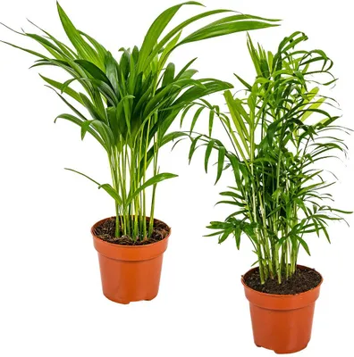 Produktbild von Bloomique - 2er-Set - Dypsis & Chamaedorea - Palme - Zimmerpflanzen - Luftreinigend - Tierfreundlich - 30-40 cm Hoch - Topf 12 cm
