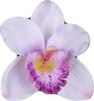Image de Orchidée satinée lilas, 1 pce