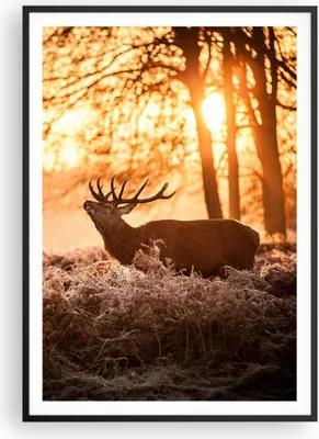 Produktbild von Gerahmtes Poster - Schwarzer Rahmen - Deer Heidekraut Tier - 70x100 cm - Wand Bild - Wanddeko - Wandbilder - Kunstposter - Wandposter - Bilderrahmen - Bilder - Kunstdruck - Wandbild - P2BPA70x100-3043