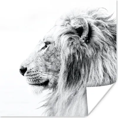 Produktbild von MuchoWow® Poster Löwe - Schwarz - Weiß - Tiere 100x100 cm - Babyzimmer