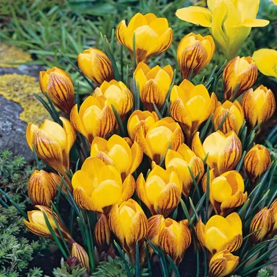 Produktbild von Blumenzwiebeln Blumen Zwiebeln Crocus Frühlingskrokus Fuscotinctus 10 St.