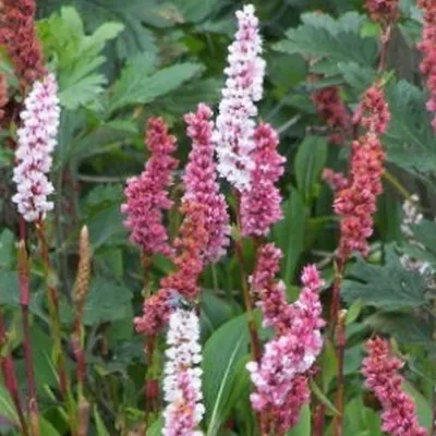 Produktbild von 6 x Knöterich  - Persicaria affinis 'Darjeeling Red'  | Topf 9cm x 9cm