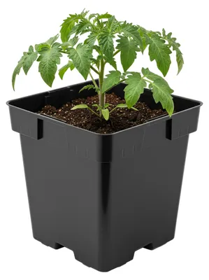 Image de Garronda - Pot de fleurs carré en plastique avec trous de drainage pour le jardin (noir, 16 x 16 x 16 cm (3 L)) GD-KW-S