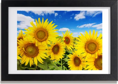 Produktbild von Bild 30x20 MDF-Rahmen, Wandkunst Sunflowers