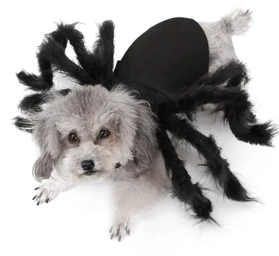 Produktbild von Solidchoice – Halloween-Kostüm für Hunde und Katzen mit Spinnendesign