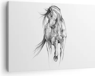 Produktbild von Bild auf Leinwand - Leinwandbild - Einteilig - Pferd Galopp Tier - 70x50cm - Wand Bild - Wanddeko - Wandbilder - Leinwanddruck - Bilder - Wanddekoration - Leinwand bilder - Wandbild - AA70x50-5080