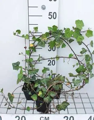 Produktbild von 12 x Hedera helix 'Woerner' - Gemeiner Efeu 'Woerner - Topf 9 cm x 9 cm