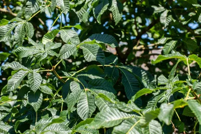 Produktbild von Aesculus parviflora, Strauchkastanie, 40–60 cm