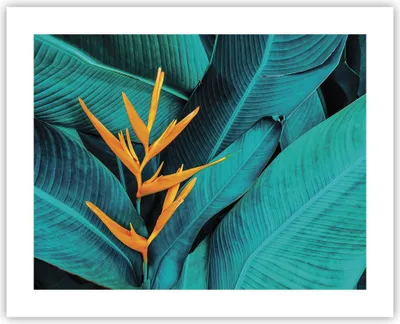 Produktbild von Poster - Poster ohne Rahmen - Blumen Tropen Blätter - 50x40 cm - Wand Bild - Wanddeko - Wandbilder - Kunstposter - Wandposter - Bilder - Kunstdruck - Wanddekoration - Wandbild - P2XAA50x40-5116