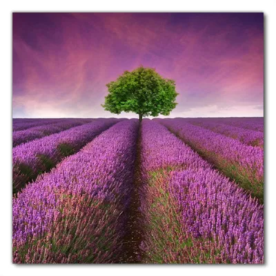 Produktbild von Wallario selbstklebende Möbelfolie/ Tischdecke für Innen und Außen, Größe: 50 x 50 cm - Lila Blumenfeld