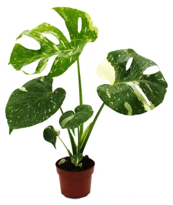Obrázek produktu pro Monstera „Thai-Constellation“ – vzorovaná okrasná rostlina, exkluzivní pokojová rostlina, rarita, 12cm květináč