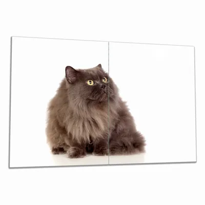 Produktbild von Wallario Herdabdeckplatte aus Glas, Größe 80 x 52 cm 2-teilig, Motiv Perserkatze vor weißem Hintergrund