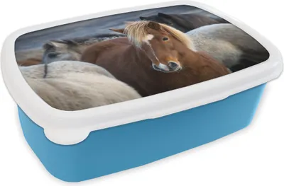 Produktbild von KitchenYeah® Lunchbox Brotzeit Brotdose 17x11 cm Nahaufnahme eines braunen Isländers zwischen weißen Pferden Kinder Brotzeitdose - Lunch - Kunststoff  - Brotbüchse - Sandwichbox - Lunchbox für Kinder