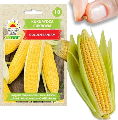 Obrázok produktu pre Semená kukurice cukrovej Golden Bantam Original Sweet 20G