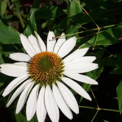 Image de 6 x échinacée pourpre  - Echinacea purpurea « White Swan »  | Pot 9 cm x 9 cm