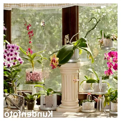 Produktbild von M-Set - Orchideentopf mit Untersetzer, Farbe Perlmutt