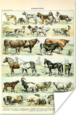 Produktbild von MuchoWow® Poster Tiere - Pferde - Illustration - Vintage - Adolphe Millot 120x180 cm - Kunstposter