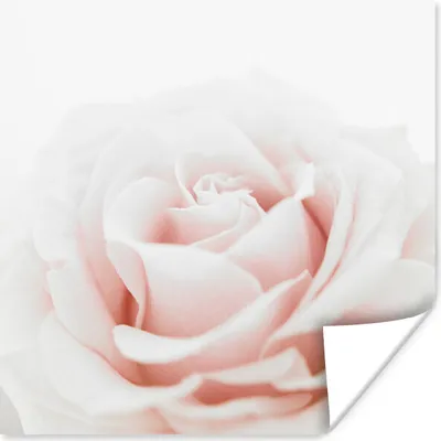 Produktbild von MuchoWow® Poster Nahaufnahme der Blätter einer rosa Rose 50x50 cm - Wohnzimmerdekoration
