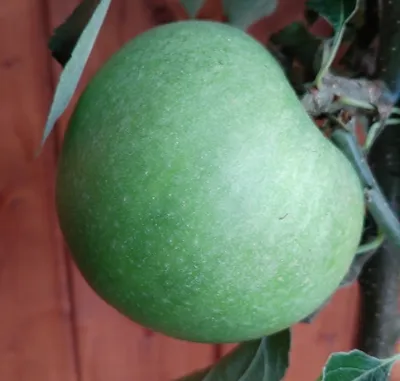 Produktbild von Granny Smith Apfelbaum