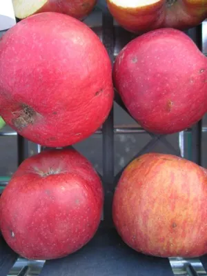 Produktbild von Malus Himbeerapfel Lübben - Winterapfel Himbeerapfel Lübben - Apfelbaum