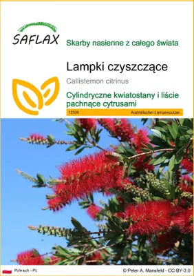 Zdjęcie produktu dla SAFLAX - Lampki czyszczące - 400 Nasiona - Callistemon citrinus