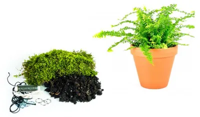 Zdjęcie produktu dla Gardners Kokedama "Vyrob si sám" Nephrolepis exaltata (L)