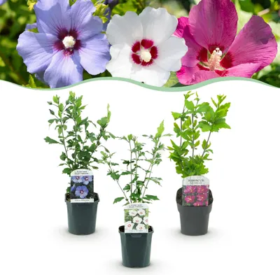 Produktbild von GreenboutiQ - Sträucher - Hibiscus syriacus Tricolour - Blüte Rosa, Weiß und Blau - 3 Pflanzen - Laubabwerfend - Wenig Pflegeaufwand - Topf 17cm Höhe 45cm