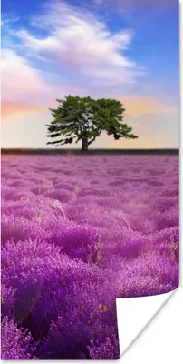 Produktbild von MuchoWow® Poster Lavendel - Baum - Sonnenuntergang - Lila 20x40 cm - Plakat - Foto