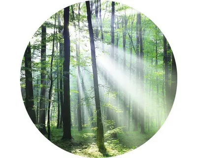 Produktbild von Glasbild Forest Harmony III Ø 20 cm