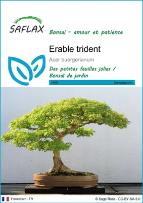 Image de SAFLAX  - Erable trident - 30 graines - Acer