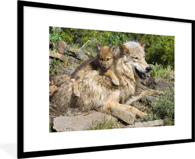 Produktbild von MuchoWow® MuchoWow® Gerahmtes Poster Wolf - Jungtier - Tier 90x60 cm - Poster mit zchwarzem Bilderrahmen - Wanddekoration - Fotos