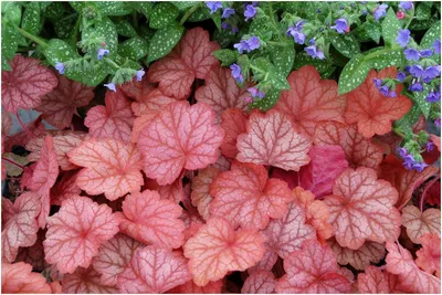 Produktbild von Stauden Gänge 3 x Heuchera Hybride 'Georgia Peach' im 1 Liter Topf - Purpurglöckchen - Pfirsichfarbene Eleganz für deinen Garten