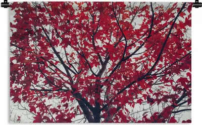 Produktbild von MuchoWow® Wandteppich Wandbehang Ahorn - Blätter - Herbst - Natur 150x100 cm Tapisserie Dekoration Wandtuch - Waschbar - Tapisserien - Wand-Decke