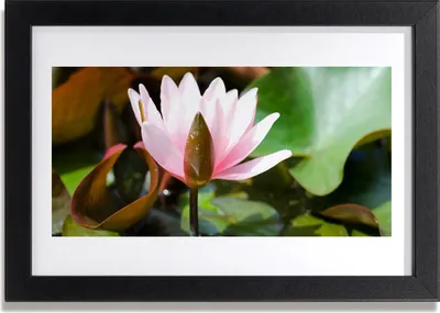 Produktbild von Bild 30x20 MDF-Rahmen Wandkunst Natur Blume Pflanze