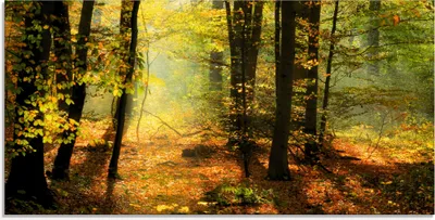 Produktbild von ARTland Glasbild Herbstlicht im Wald Größe: 60x30 cm