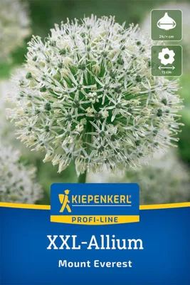 Produktbild von Kiepenkerl Zierlauch Mount Everest Allium stipitatum 1 Zwiebel