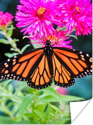 Produktbild von MuchoWow® Poster Schmetterling - Botanisch - Blume 90x120 cm - Wohnzimmer