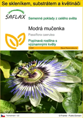 Obrázek produktu pro SAFLAX Kultivační sada - Modrá mučenka - Passiflora caerulea - 25 Semena - S mini skleníkem, pěstebním substrátem a 2 květináči