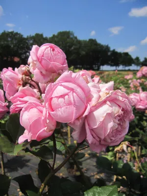 Produktbild von Rosa Rosengräfin Marie Henriette ® - Stammrose - Kordes Rose - Parfuma Rose - ADR Rose