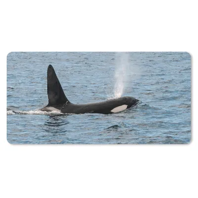 Produktbild von MuchoWow® Schreibtischunterlage Orca mit Wasser aus dem Blasloch 80x40 cm - XXL Mauspad - Gaming Mauspad