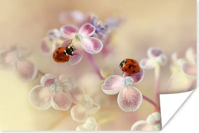 Produktbild von MuchoWow® Poster Blumen - Blütenblätter - Marienkäfer 120x80 cm - Bilder