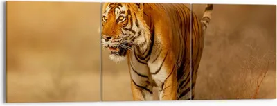 Produktbild von Bild auf Leinwand - Leinwandbild - tiger tier - 150x50cm - Wand Bild - Wanddeko - Wandbilder - Leinwanddruck - Bilder - Kunstdruck - Wanddekoration - Leinwand bilder - Wandkunst - CA150x50-3946