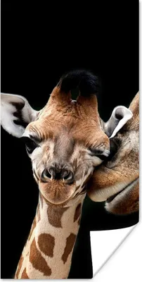 Produktbild von MuchoWow® Poster Giraffe - Tiere - Schwarz - Porträt - Tiere 60x120 cm - Wandschmuck