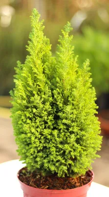 Produktbild von Gelbe Scheinzypresse Chamaecyparis Lawsoniana Ellwoods Gold 20 - 30 cm