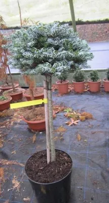 Produktbild von Stamm 40cm Koreatanne Kohouts Icebreaker - Abies koreana