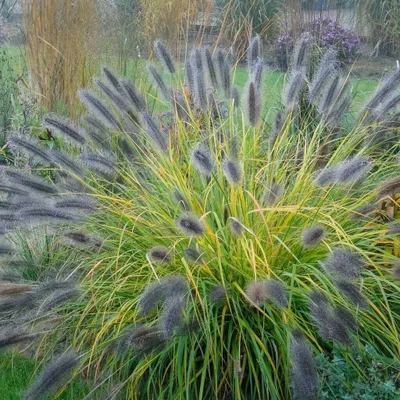 Produktbild von Pennisetum alopecutoides Black Beauty 1L