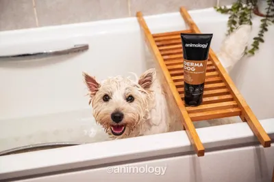 Produktbild von Animology Derma Dog Shampoo